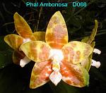 Ambonosa T15D068