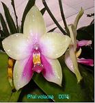 violacea T15D075