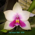 violacea 'R900' T15D078h