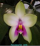 violacea 'Fat' T15D079h