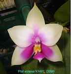 violacea 'K1491' T15D088h