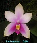 violacea T15D089