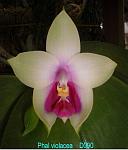 violacea T15D090
