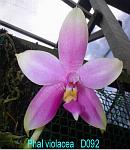 violacea T15D092