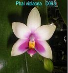 violacea T15D093