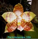 Ambomanniana T15D094