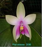 violacea T15D096