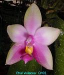 violacea T15D102