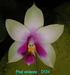violacea T15D104