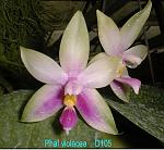 violacea T15D105
