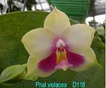 violacea 'Shortie' T15D118