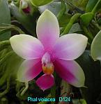 violacea T15D124
