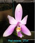 violacea T15D134
