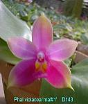 violacea 'Mal#1' T15D143