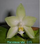 violacea 'alba' T15D173