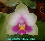 violacea 'DD9a' T15D176
