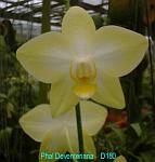 Deventeriana T15D180