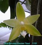 Princess Kaiulani 'flava'T15D191P