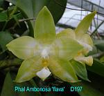 Ambonosa 'flava' T15D197
