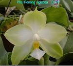 Penang Violacea T15D199