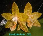 Golden Pride T15D203