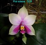 violacea T15D219