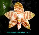 amboinensis T15D220