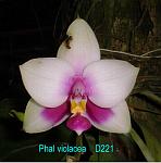 violacea 'Rbest' T15D221