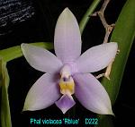 violacea 'Rblue' T15D222