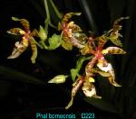 borneensis D223 