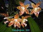 amboinensis T15D226