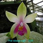 violacea 'Sugi#1' T15D235
