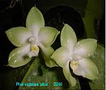 violacea 'alba' T15D240