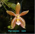 Valentinii T15D245
