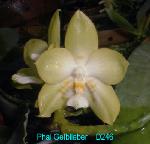 Gelblieber D246