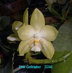 Gelblieber T15D246