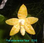 amboinensis 'flava' D249 