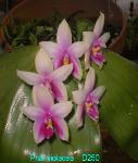 violacea D250 