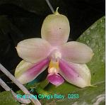 T15D253lcbabyP.jpg