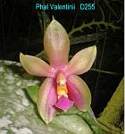 Valentinii T15D255