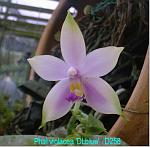 violacea 'DLblue' T15D258