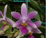 Equalacea T15D260
