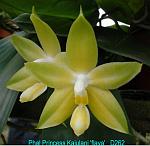 Princess Kaiulani 'flava' T15D262