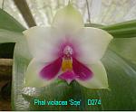 violacea 'Sqe' T15D274