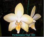 Deventeriana 'Trevia' T15D284