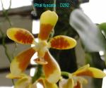 fuscata D292