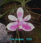 modesta D303