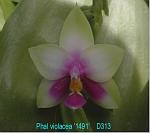 violacea 'K1491' D313