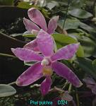 pulchra D324