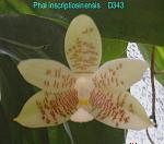 inscriptiosinensis D343